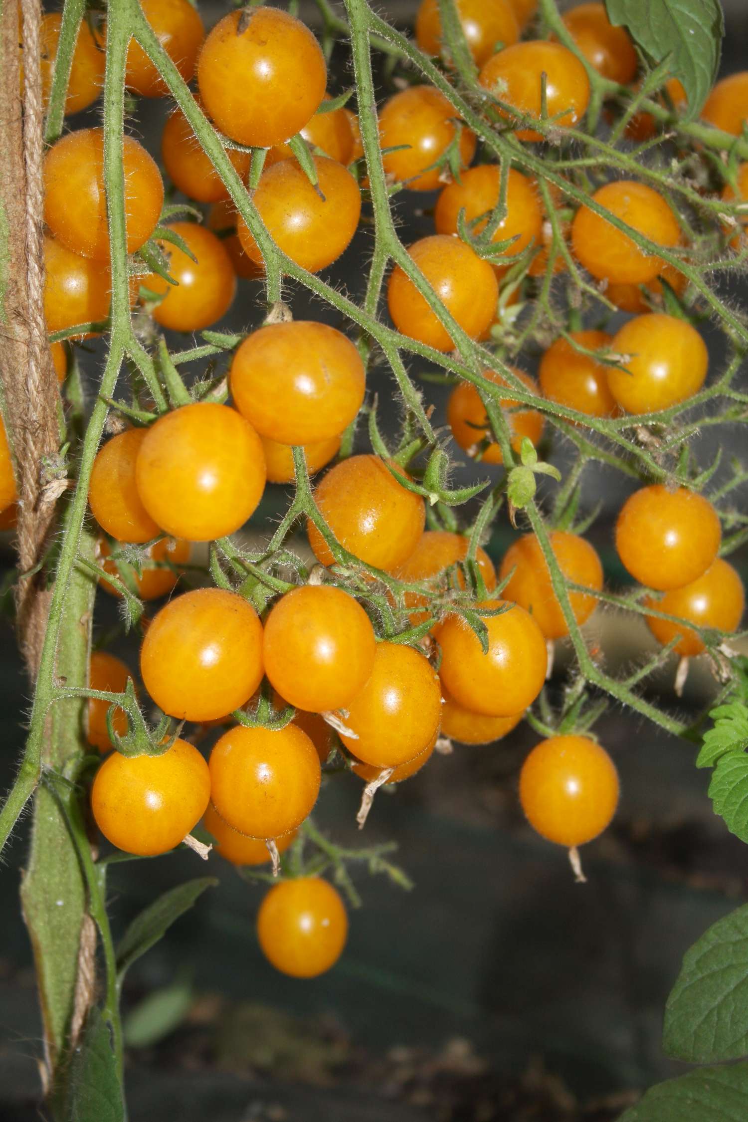 Tomate 'Clementine' (graines BIO)